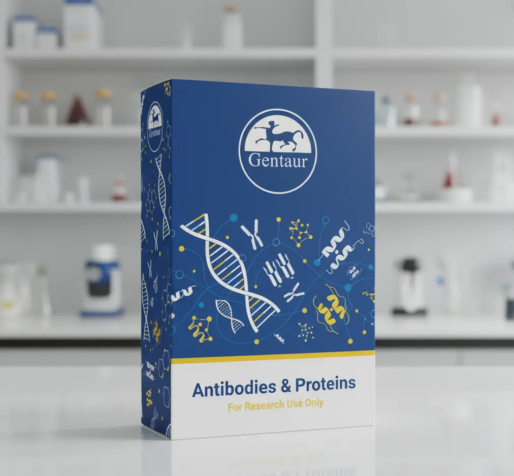 Anti-5T4 antibody : Rabbit anti-Human 5T4 Monoclonal Antibody